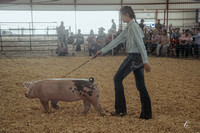 Pig Show