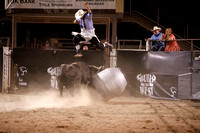 Bulls of the West- Durango